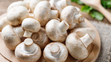 How to Start a Profitable Mushroom Farming Business