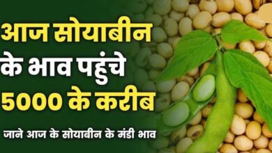 Soyabean Price